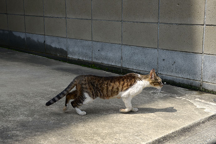 太田区のねこ