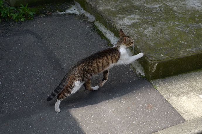 太田区のねこ