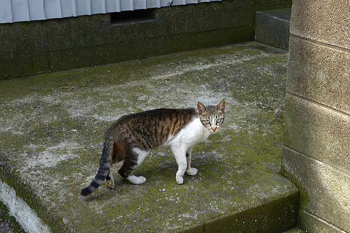 太田区のねこ