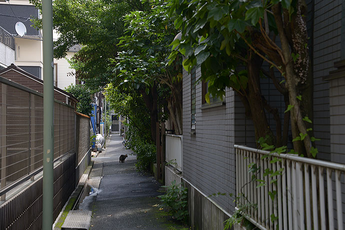 太田区のねこ