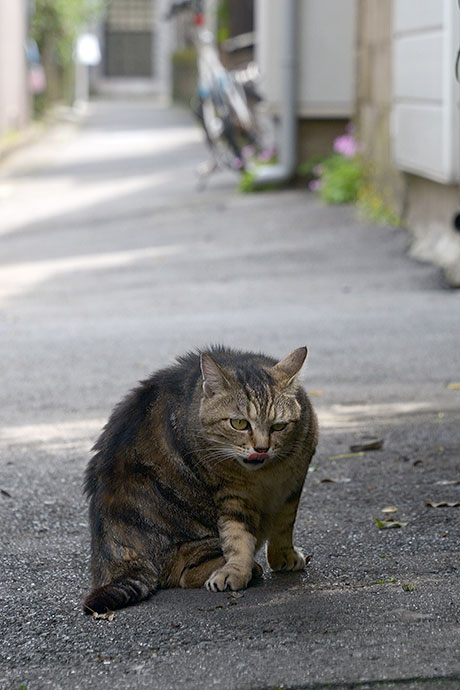 太田区のねこ