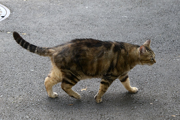 太田区のねこ