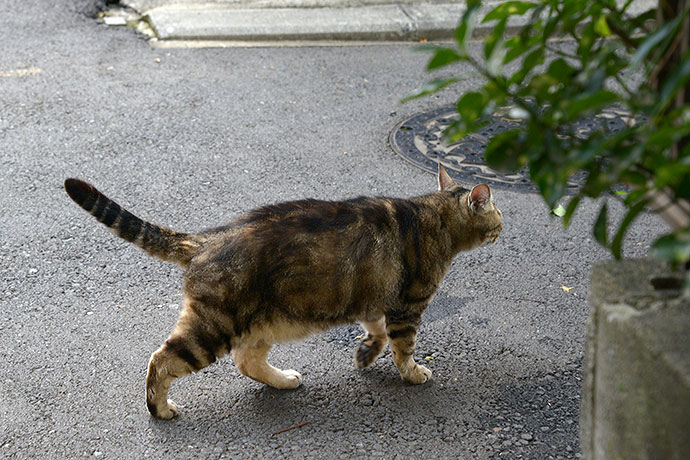 太田区のねこ