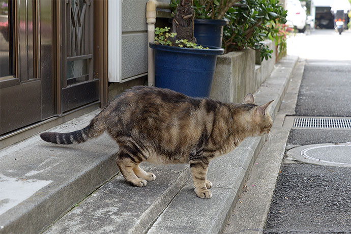 太田区のねこ