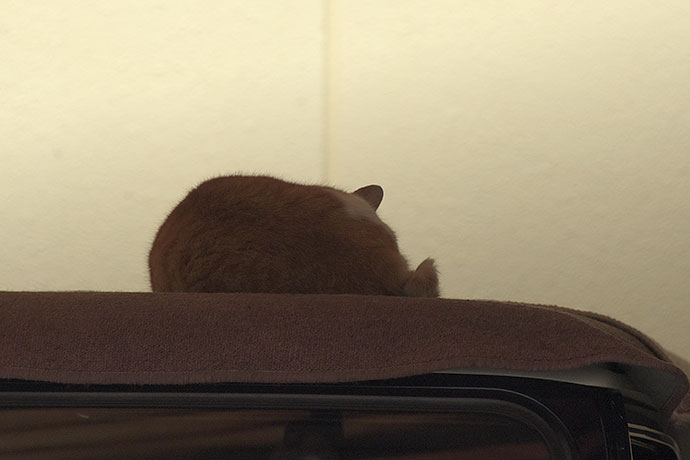 太田区のねこ
