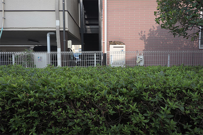 太田区のねこ