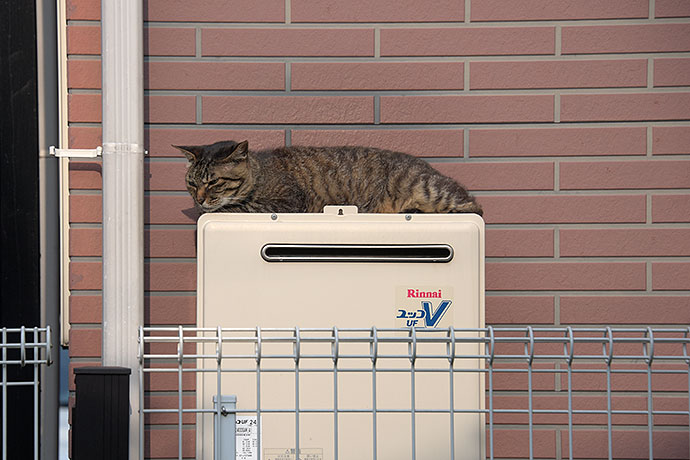 太田区のねこ
