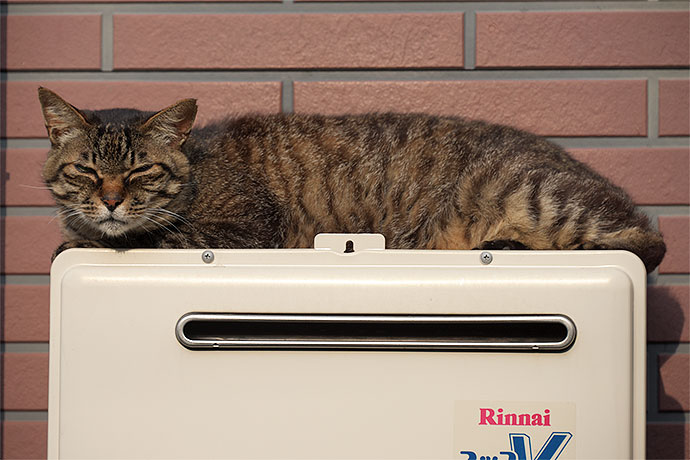 太田区のねこ
