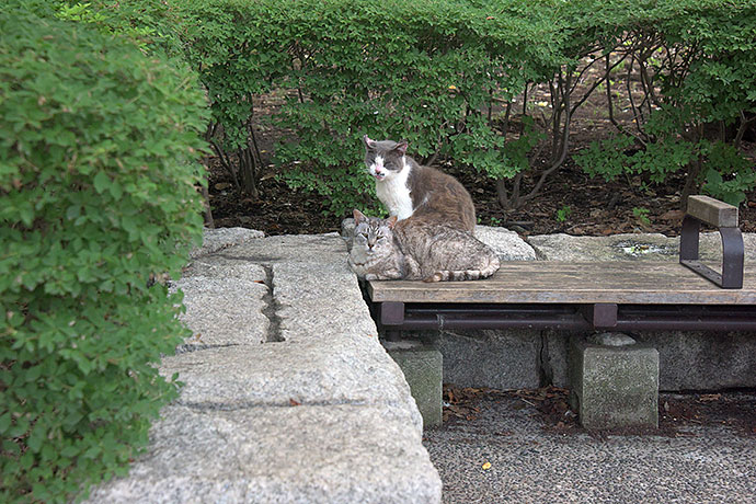 太田区のねこ
