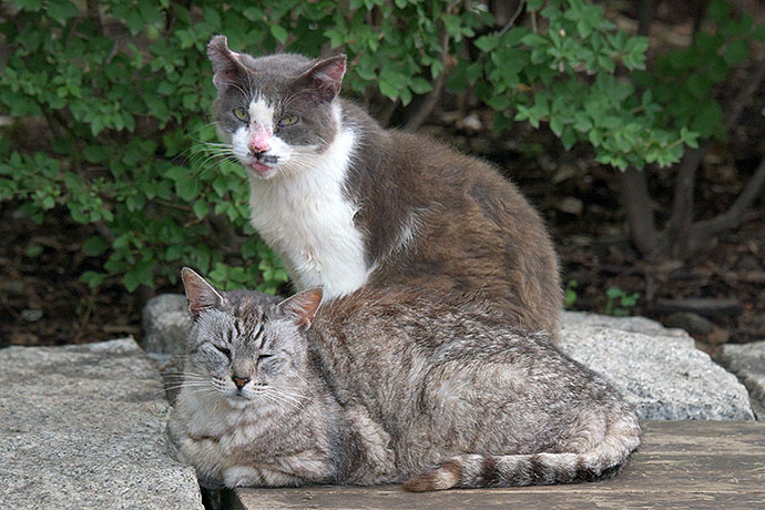 太田区のねこ