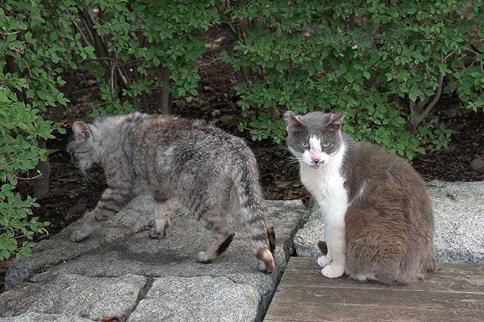 太田区のねこ