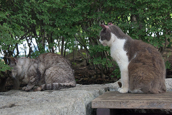 太田区のねこ