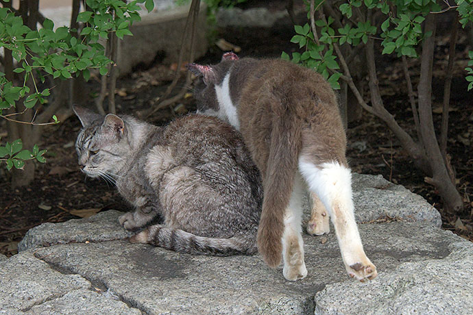 太田区のねこ