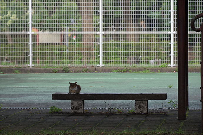 太田区のねこ