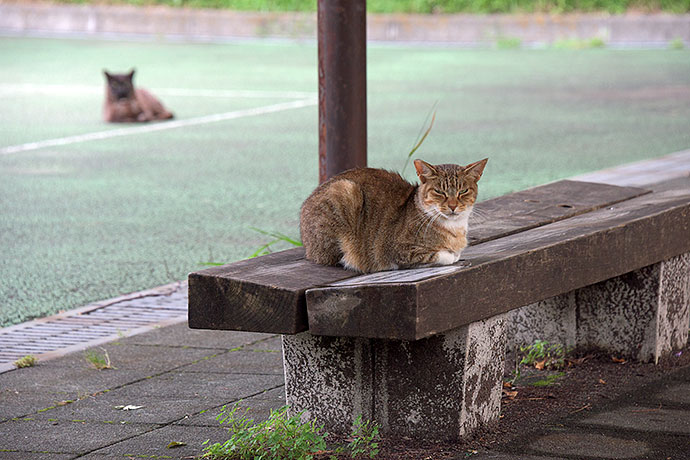 太田区のねこ