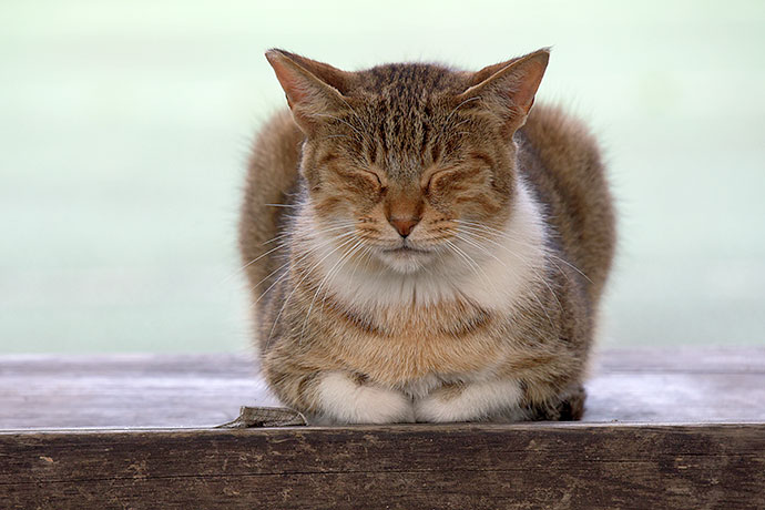 太田区のねこ