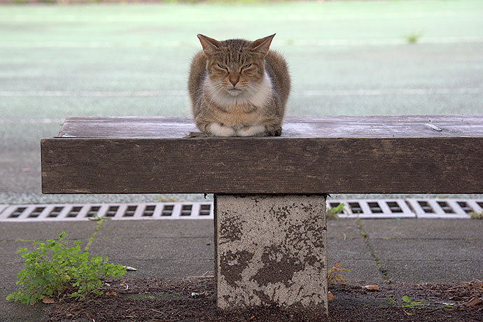 太田区のねこ