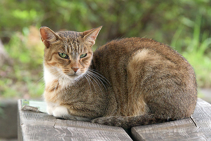 太田区のねこ