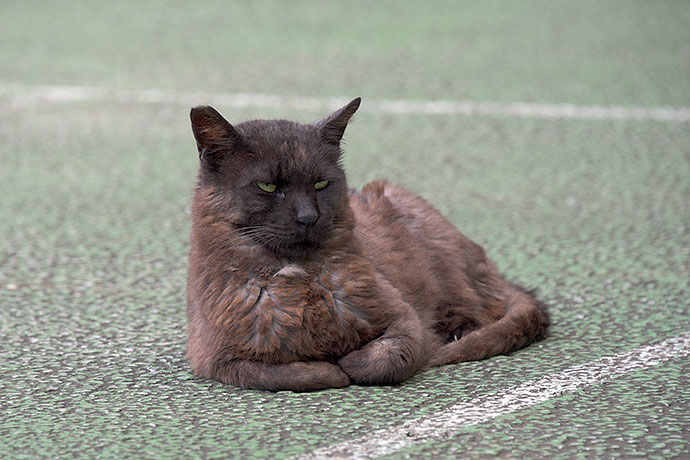 太田区のねこ
