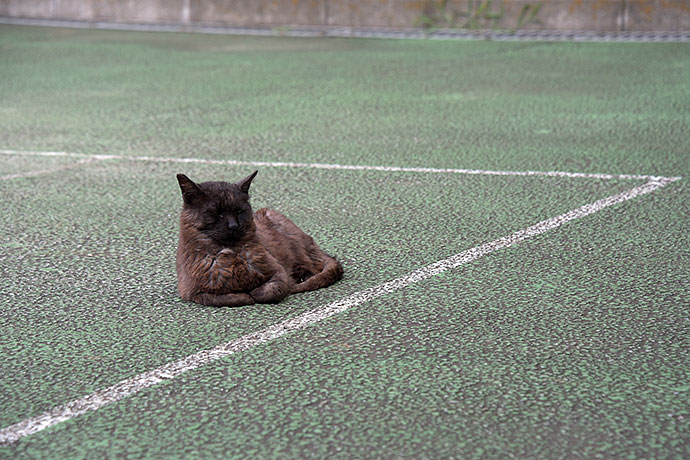 太田区のねこ