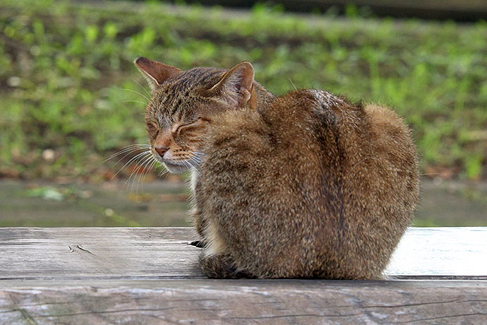 太田区のねこ