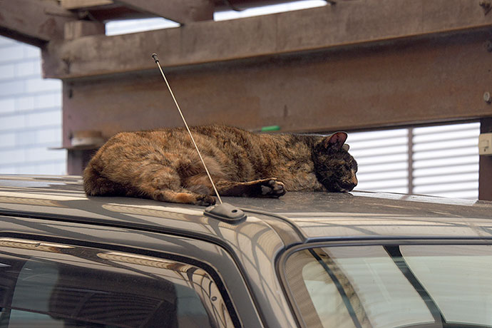 太田区のねこ