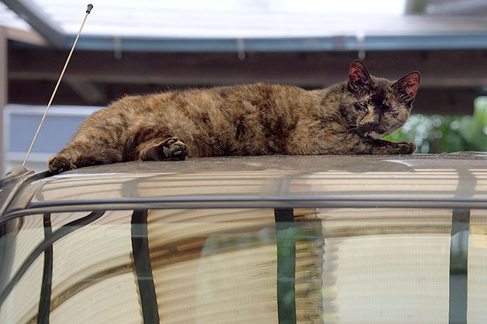 太田区のねこ
