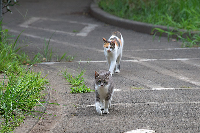 街のねこたち