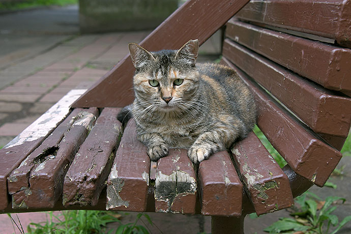 街のねこたち