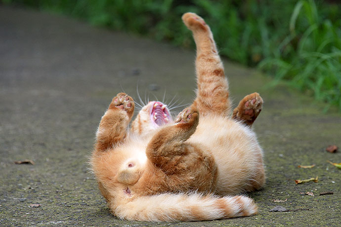 街のねこたち