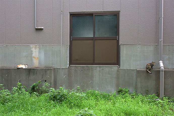 街のねこたち