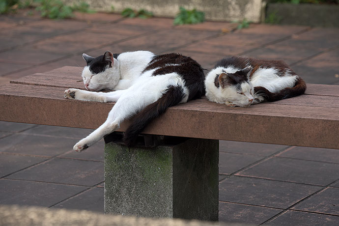 街のねこたち