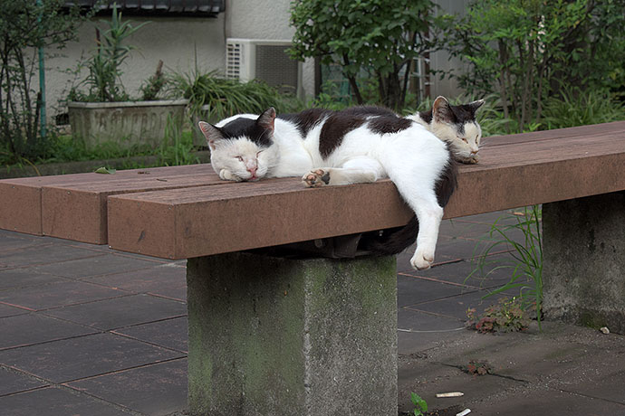 街のねこたち