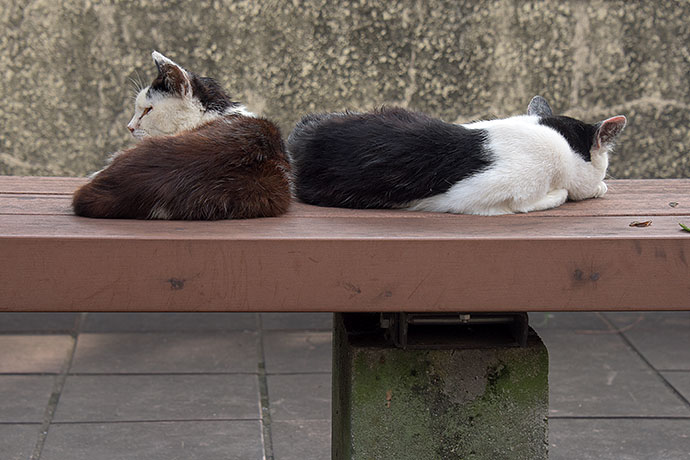 街のねこたち