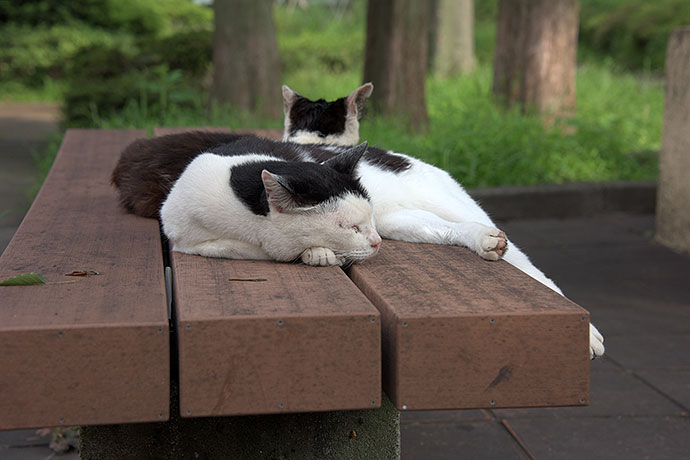 街のねこたち