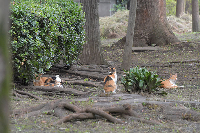 街のねこたち