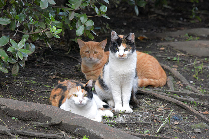 街のねこたち