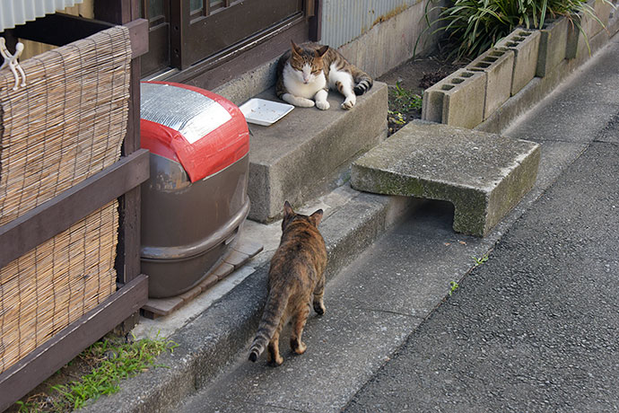 街のねこたち