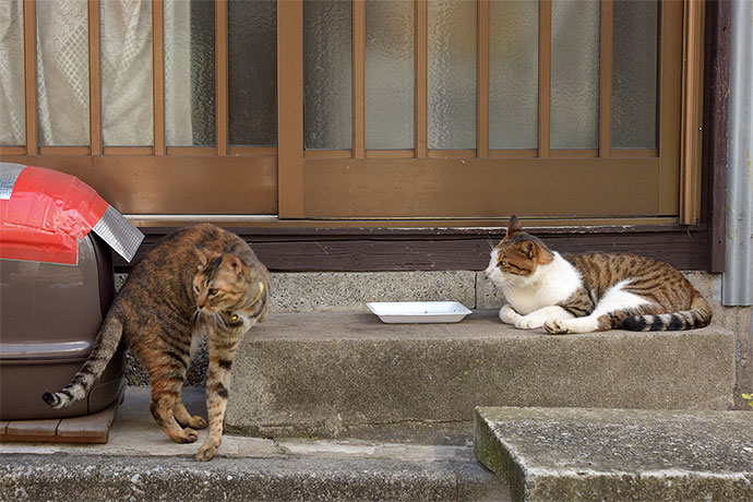 街のねこたち