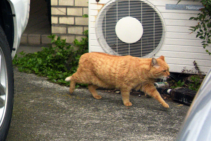 街のねこたち