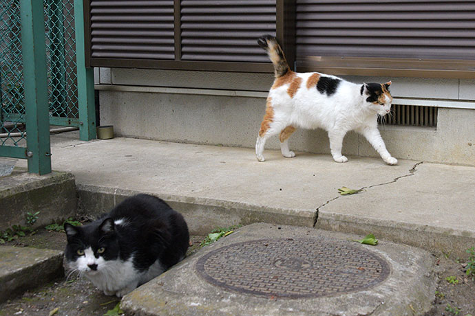 街のねこたち