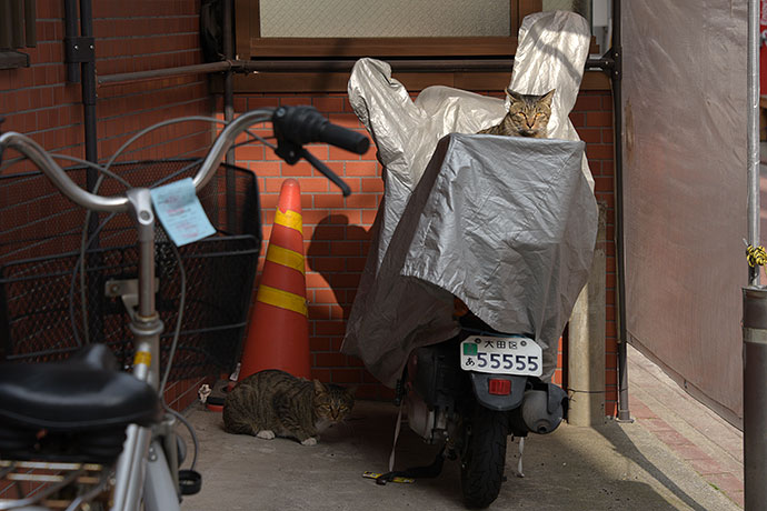 街のねこたち
