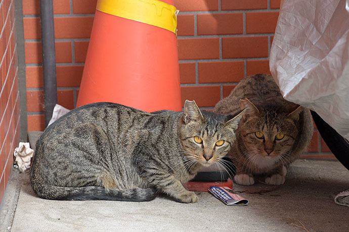 街のねこたち