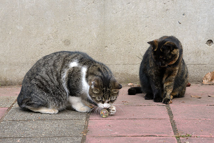 街のねこたち
