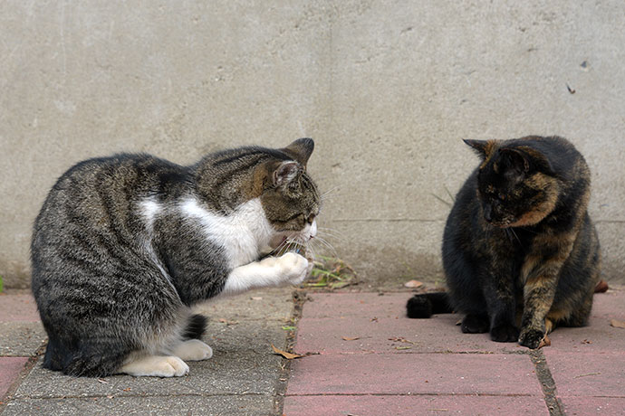 街のねこたち