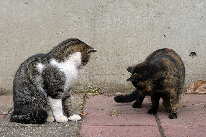 街のねこたち