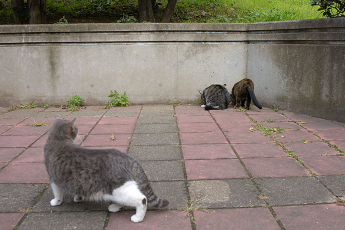 街のねこたち