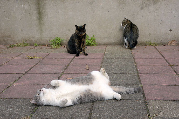 街のねこたち