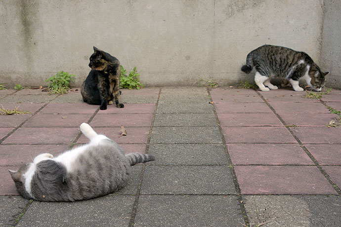 街のねこたち