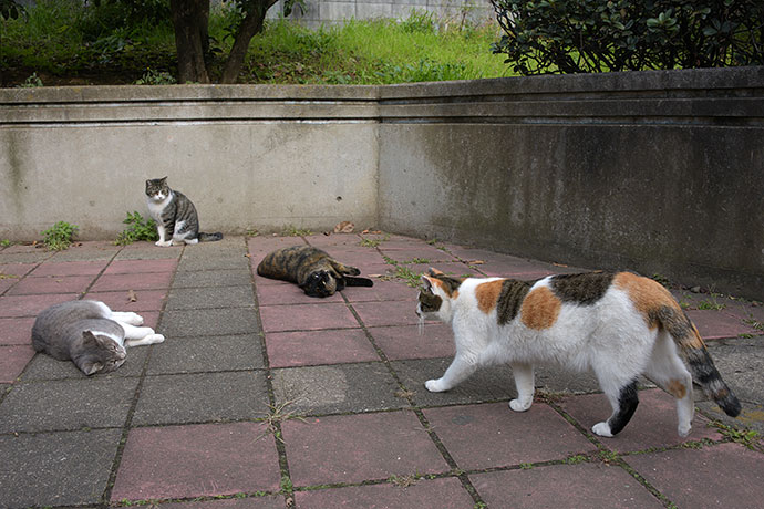 街のねこたち